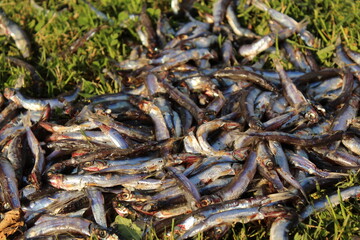 Some dead and rotten anchovies on grass