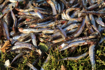 Some dead and rotten anchovies on grass