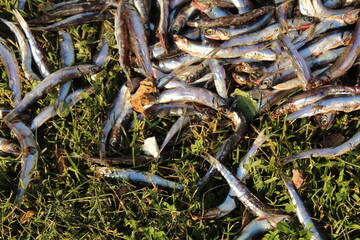 Some dead and rotten anchovies on grass