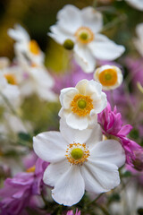 white and purple Japanese anemone flowers in fall