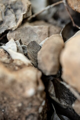 mushrooms on the rocks