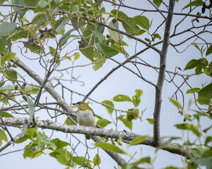 Cyclarhis Nigrirostris, Black blilled Peppershrike perched on a branch