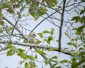 Cyclarhis Nigrirostris, Black blilled Peppershrike perched on a branch
