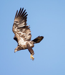 Majestic Juvenile Bald Eagle, Launching from Treetop