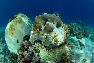 Corals in Indonesia are bleaching possibly due to changes in temperature. High temperatures stress...