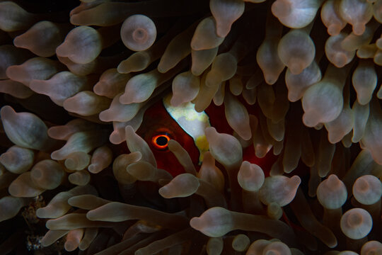 A Spinecheek anemonefish, Premnas biaculeatus, snuggles into its host anemone's tentacles on a coral reef in Indonesia. This is an example of a mutualistic symbiosis.