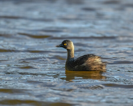 Tachybaptus Dominicus,  Least Grebe, small diving bird swiming in a lake