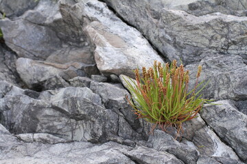 Plantago Maritima on rocks, Plantain Maritime