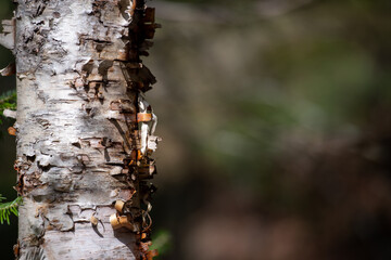 The trunk of a silver birch tree in a thick coniferous forest. The mature tree has bark peeling with age. The papery white bark on the textured tree is curling in places from dryness. 