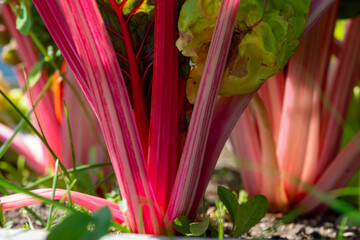 Tall ribbed stalks of Swiss chard greens. Green and reddish leafy vegetables growing in dark rich...