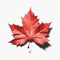 red maple leaf