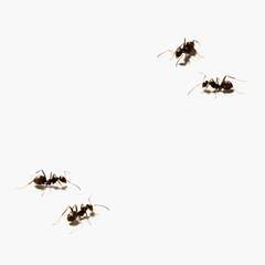 ants isolated on white background