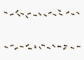 ants forming a line
