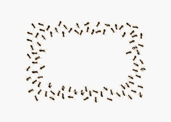 crowd of ants