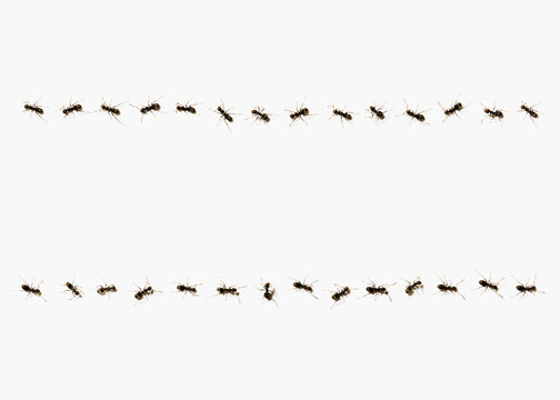 Ants Forming A Line