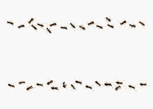 Ants Forming A Line