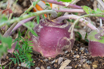 A large round organic purple coloured turnip or rutabaga root vegetable growing in a raised bed...