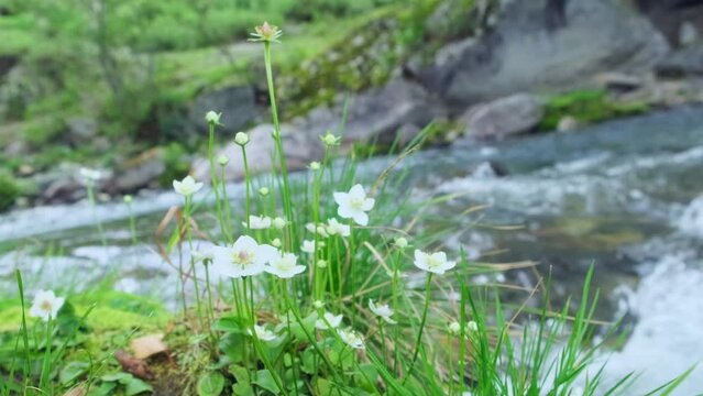 Close-up of white flowers growing near rapid mountain river. Pure Nature concept. Ecology. Botany.