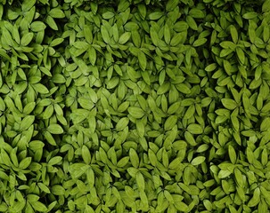 6539x5180 Beautiful green leaves background. Garden and Green wall. 3d rendering.
