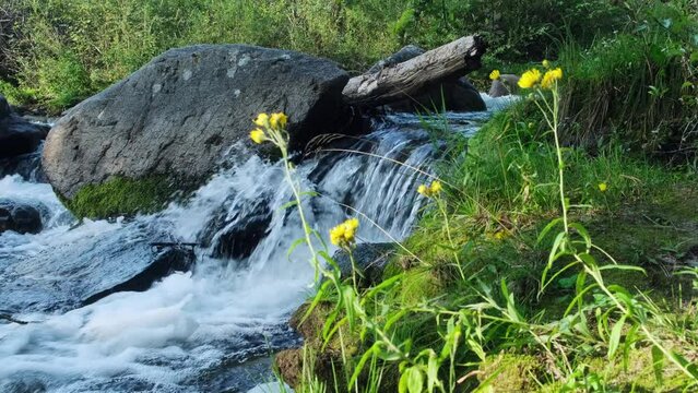 Yellow wildflowers on cascade waterfall background. Rocky shore of mountain river overgrown with green plants and flowers.