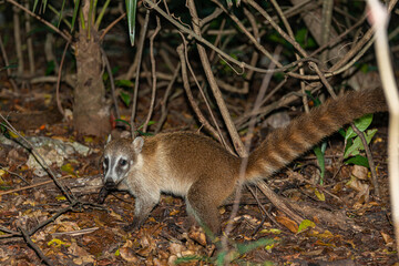 Coati in the mexican jungle of Cancun