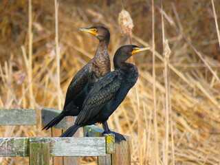 Double Crested Cormorants