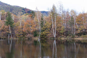 乗鞍高原の晩秋の池の風景