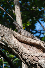 Mexican iguana in the caribbean jungle