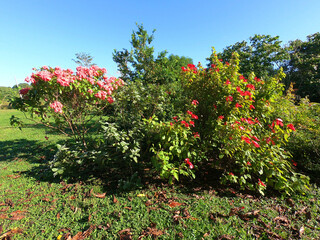 Fototapeta na wymiar Tropical shrubs with red and pink flowers in the garden near Yakumama Lake in the Amazonian rainforest near the Peruvian town of Puerto Maldonado