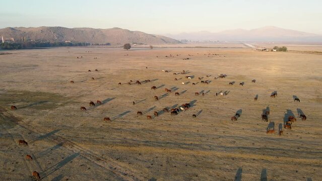 Wild horses grazing on the plain. Aerial view. Morning sunrise view