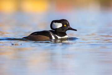 Male Hooded merganser (Lophodytes cucullatus) in autumn