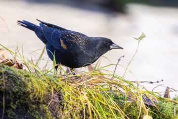 Male red-winged blackbird (Agelaius phoeniceus) in autumn
