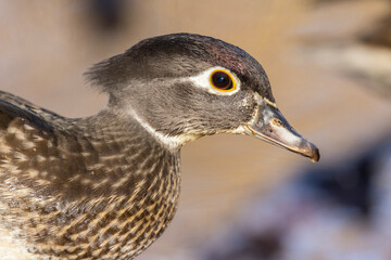 Wood duck or Carolina duck (Aix sponsa) in autumn
