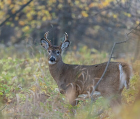Fototapeta premium White-tailed deer (Odocoileus virginianus) in autumn