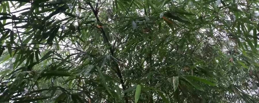 bamboo tree splashed by heavy rain
