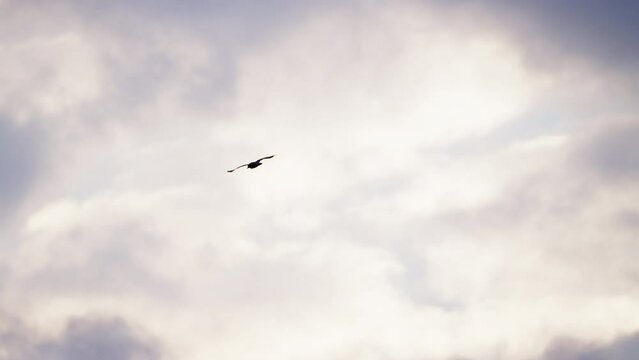 Seagull Flying In Cloudy Sky