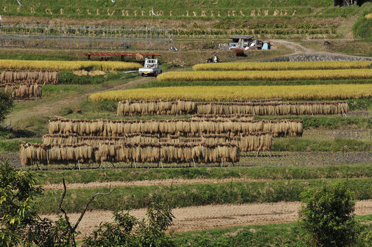 The Rice Harvest In Asuka Village