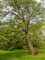 Spreading Spring Green