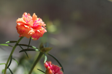 close up of pink heronsbill flower