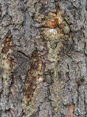 Bark texture and background of a old fir tree trunk. Detailed bark texture. Natural background