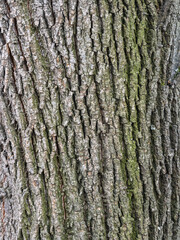 Fototapeta premium The texture of the bark of an old willow