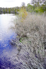 Landscape of Hillsborough river at Lettuce lake park	in autumn