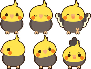 オカメインコ　セット　フチあり