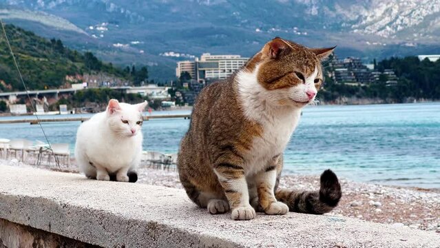 Couple of cats sits on stone pier and explores seascape. Domestic animals enjoy looking around and sitting together against mountains and resort beach