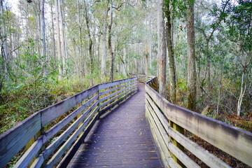 Beautiful wooden boardwalk over swamp in autumn