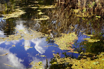 Landscape of Hillsborough river at Lettuce lake park	in autumn