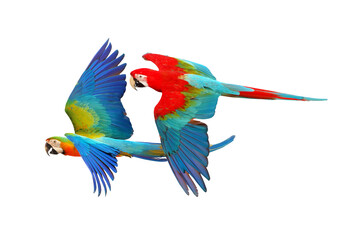Colorful Macaw parrots flying isolated on white background.