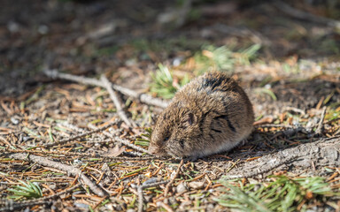 A closeup of a Common vole, Microtus arvalis, on the ground with a blurry background