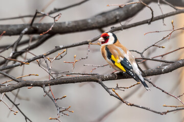Naklejka premium The European goldfinch or simply the goldfinch, Carduelis carduelis, sits on a branch in spring on green background. The European goldfinch in wildlife.