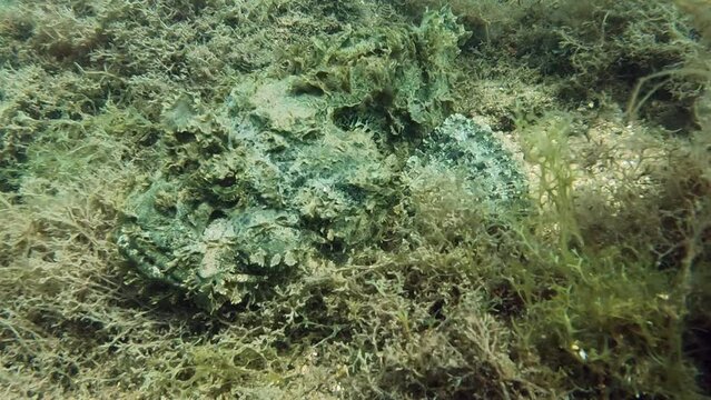 Bottom feeder fish camouflaged on ocean floor waiting for prey